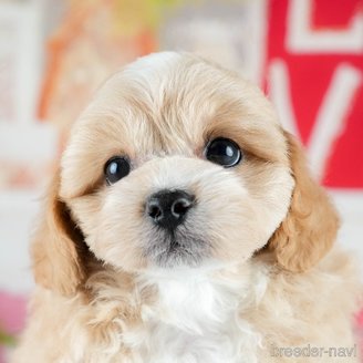 販売中の茨城県のミックス犬-395523