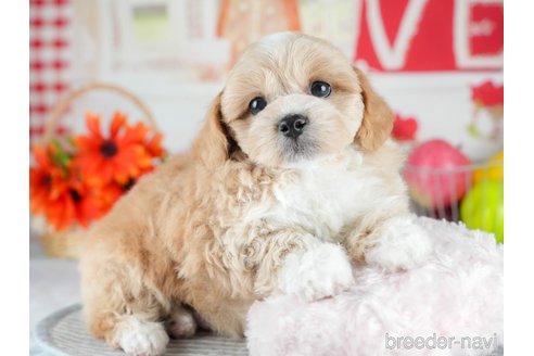 販売中の茨城県のミックス犬-395523の7枚目