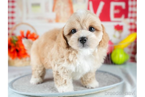 販売中の茨城県のミックス犬-395523の8枚目
