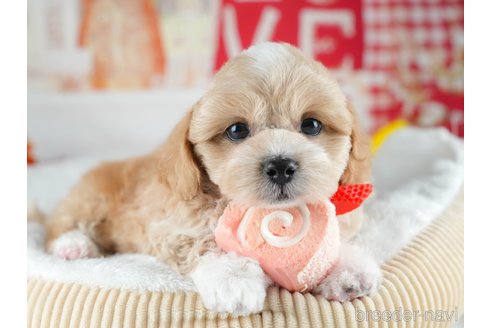 販売中の茨城県のミックス犬-395523の4枚目
