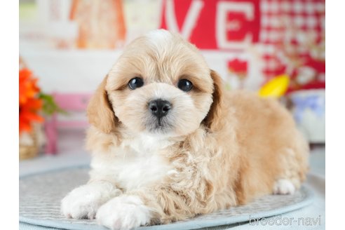 販売中の茨城県のミックス犬-395523の5枚目