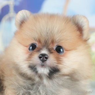 販売中の茨城県のポメラニアン-395517の1枚目