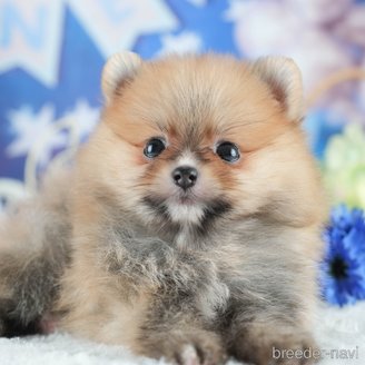 販売中の茨城県のポメラニアン-395517の9枚目
