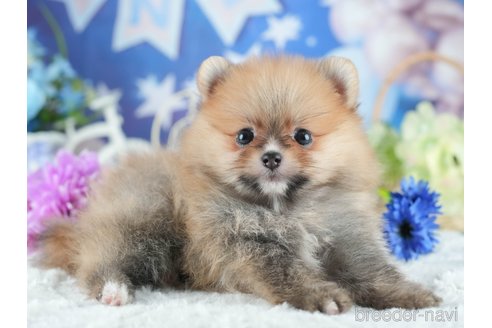 販売中の茨城県のポメラニアン-395517の5枚目