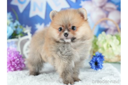 販売中の茨城県のポメラニアン-395517の8枚目