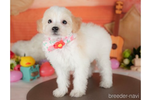 販売中の栃木県のミックス犬-395288の1枚目