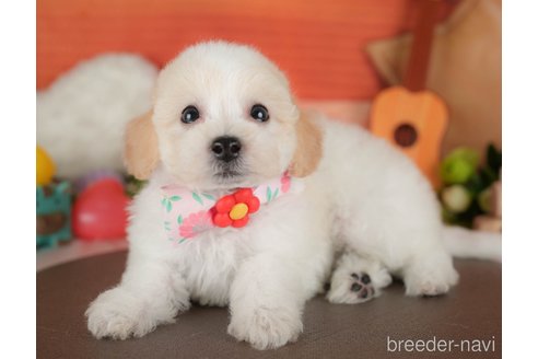 販売中の栃木県のミックス犬-395288の4枚目