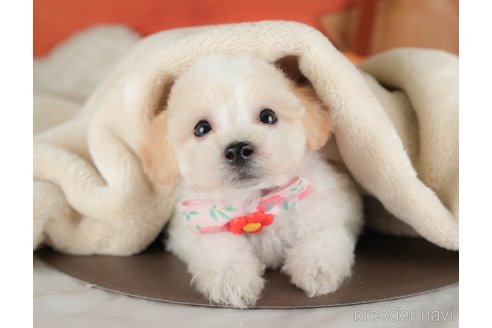 販売中の栃木県のミックス犬-395288の6枚目