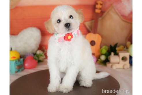 販売中の栃木県のミックス犬-395288の5枚目
