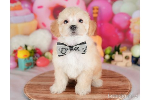 販売中の栃木県のミックス犬-395291の1枚目