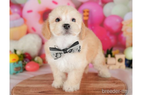 販売中の栃木県のミックス犬-395291の3枚目