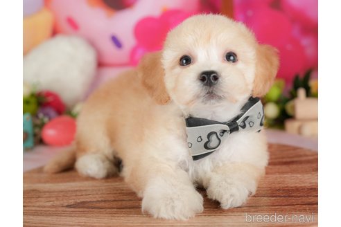 販売中の栃木県のミックス犬-395291の4枚目