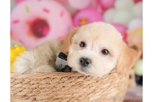 販売中の栃木県のミックス犬-395291の5枚目