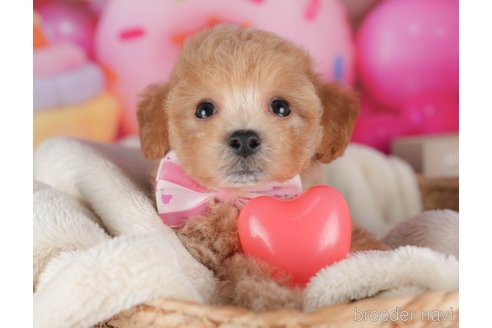販売中の栃木県のミックス犬-395292の5枚目