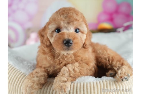 販売中の茨城県のトイプードル-395497の8枚目