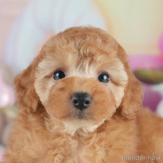 販売中の茨城県のトイプードル-395497