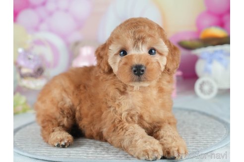販売中の茨城県のトイプードル-395497の5枚目