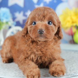 販売中の茨城県のトイプードル-395491の4枚目