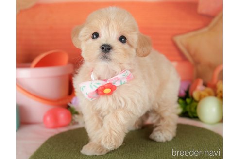 販売中の栃木県のミックス犬-395299