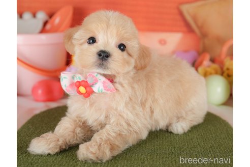 販売中の栃木県のミックス犬-395299の5枚目