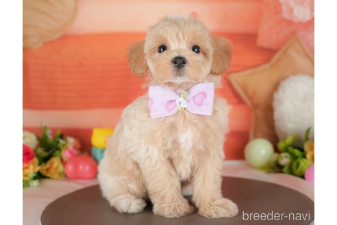 販売中の栃木県のミックス犬-395305の6枚目