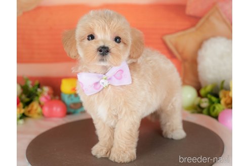 販売中の栃木県のミックス犬-395305の7枚目