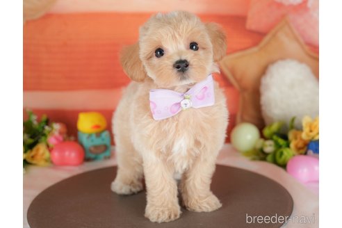 販売中の栃木県のミックス犬-395305の1枚目