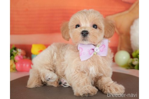 販売中の栃木県のミックス犬-395305の4枚目