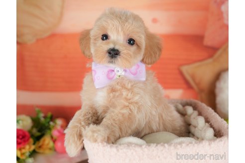 販売中の栃木県のミックス犬-395305の5枚目