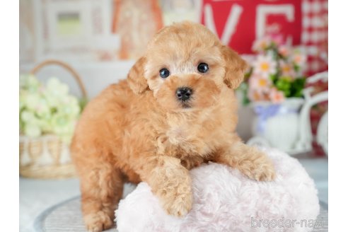 販売中の茨城県のトイプードル-395483の6枚目