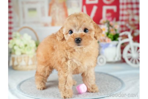 販売中の茨城県のトイプードル-395483の5枚目