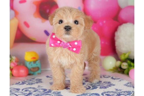 販売中の栃木県のミックス犬-395303の1枚目