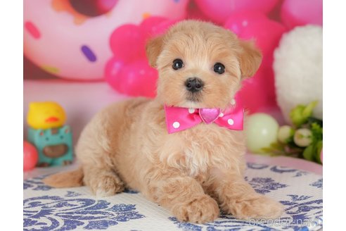 販売中の栃木県のミックス犬-395303の4枚目