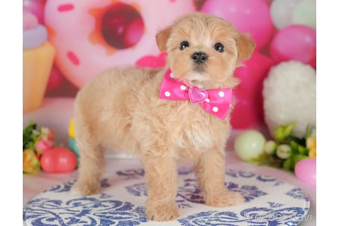販売中の栃木県のミックス犬-395303の6枚目