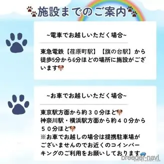 販売中の東京都のミックス犬-396366の7枚目