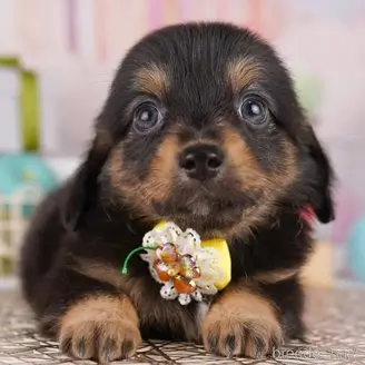 販売中の東京都のミックス犬-396366の1枚目