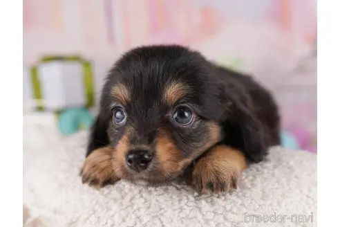 販売中の東京都のミックス犬-396366の5枚目