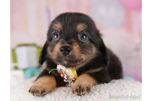販売中の東京都のミックス犬-396366の6枚目