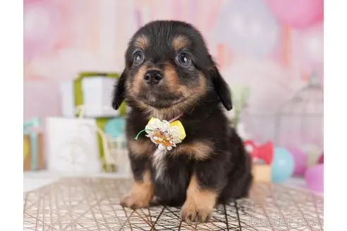 販売中の東京都のミックス犬-396366の2枚目