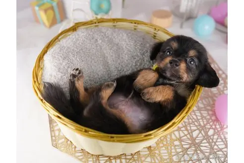 販売中の東京都のミックス犬-396366の3枚目
