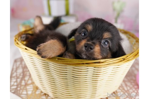 販売中の東京都のミックス犬-396366の4枚目