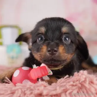 販売中の東京都のミックス犬-396368の1枚目