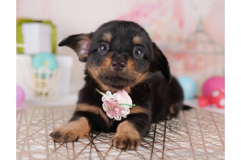 販売中の東京都のミックス犬-396368の6枚目