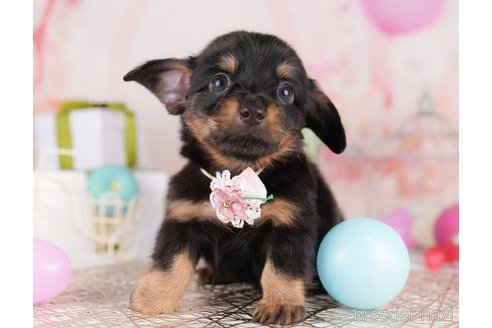 販売中の東京都のミックス犬-396368の2枚目
