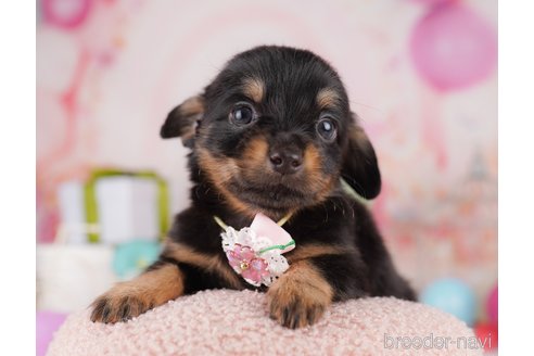 販売中の東京都のミックス犬-396368の3枚目