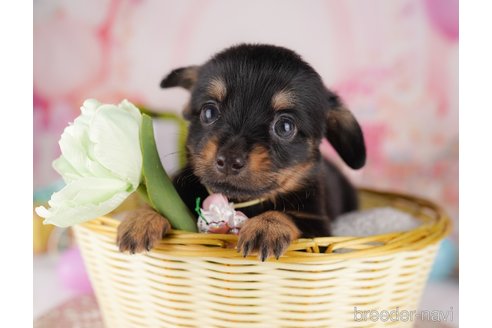 販売中の東京都のミックス犬-396368の4枚目