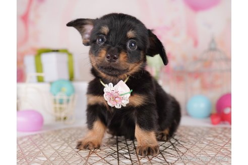 販売中の東京都のミックス犬-396368の5枚目