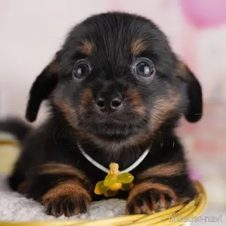 販売中の東京都のミックス犬-396369の1枚目