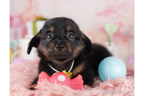 販売中の東京都のミックス犬-396369の5枚目