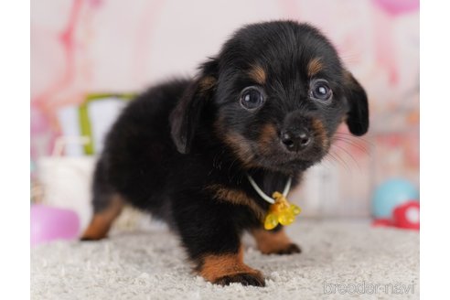 販売中の東京都のミックス犬-396369の6枚目